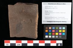 Foto (Objekt + Etikett) von Widdringtonia ungeri Endl. (NHMW-GEO-2024-0188-0120)